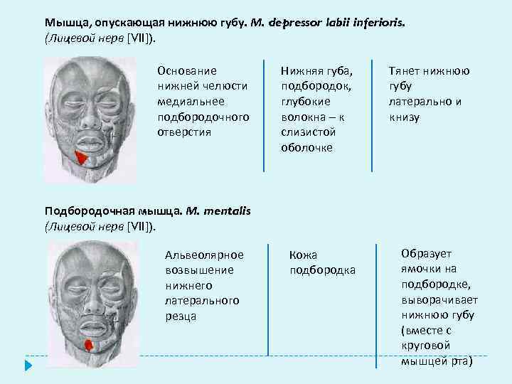 Мышца, опускающая нижнюю губу. М. depressor labii inferioris. (Лицевой нерв [VII]). Основание нижней челюсти