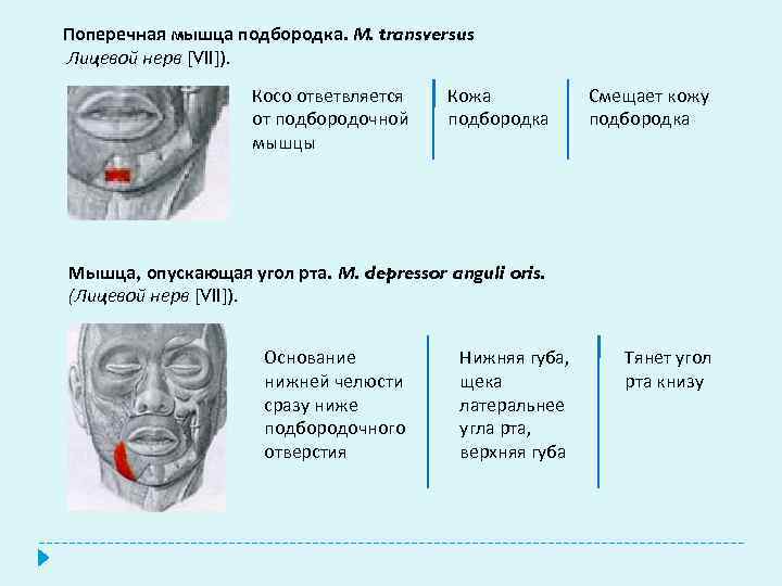 Поперечная мышца подбородка. М. transversus Лицевой нерв [VII]). Косо ответвляется от подбородочной мышцы Кожа