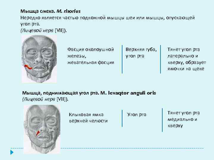 Мышца смеха. М. risorius Нередко является частью подкожной мышцы шеи или мышцы, опускающей угол