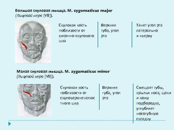 Большая скуловая мышца. М. zygomaticus major (Лицевой нерв [VII]). Скуловая кость поблизости от височно-скулового