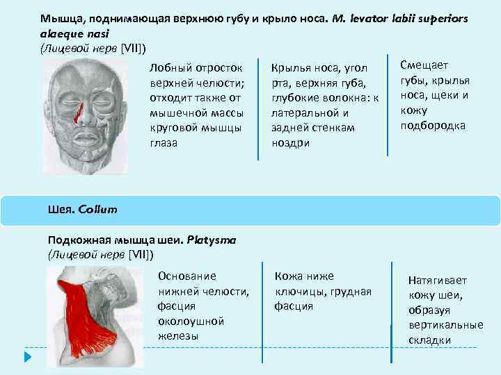 Мышца, поднимающая верхнюю губу и крыло носа. М. levator labii superiors alaeque nasi (Лицевой