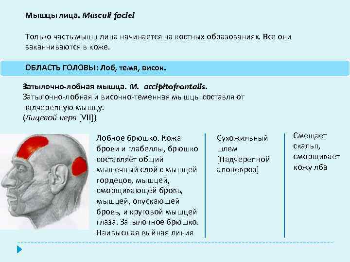 Мышцы лица. Мusculi faciei Только часть мышц лица начинается на костных образованиях. Все они