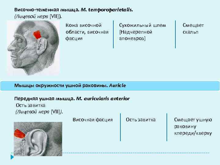 Височно-теменная мышца. М. temporoparietalis. (Лицевой нерв [VII]). Кожа височной области, височная фасция Сухожильный шлем