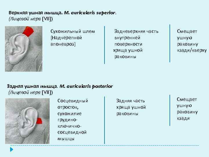 Верхняя ушная мышца. М. auricularis superior. (Лицевой нерв [VII]) Сухожильный шлем [Надчерепной апоневроз] Задневерхняя