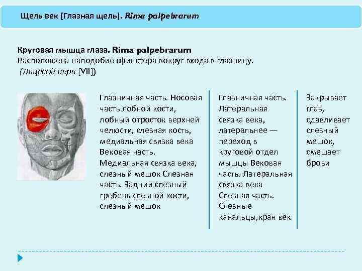 Щель век [Глазная щель]. Rima palpebrarum Круговая мышца глаза. Rima palpebrarum Расположена наподобие сфинктера