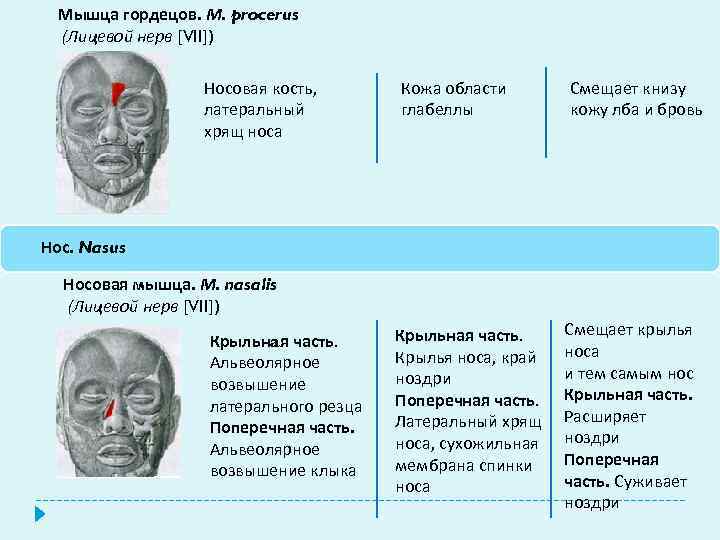 Мышца гордецов. М. procerus (Лицевой нерв [VII]) Носовая кость, латеральный хрящ носа Кожа области