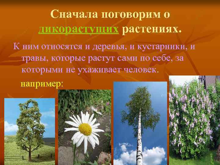 Сначала поговорим о дикорастущих растениях. К ним относятся и деревья, и кустарники, и травы,