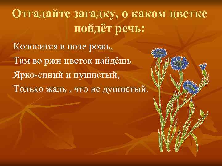 Отгадайте загадку, о каком цветке пойдёт речь: Колосится в поле рожь, Там во ржи