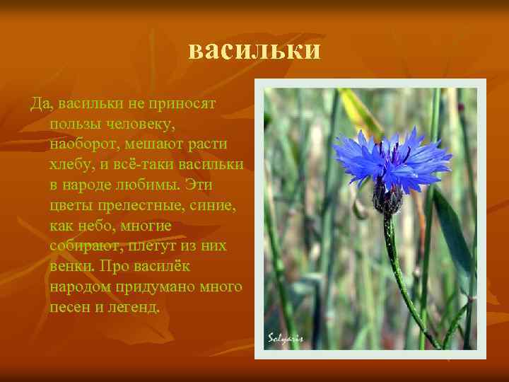 васильки Да, васильки не приносят пользы человеку, наоборот, мешают расти хлебу, и всё-таки васильки