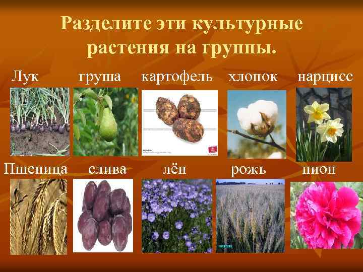 Разделите эти культурные растения на группы. Лук Пшеница груша слива картофель хлопок лён рожь