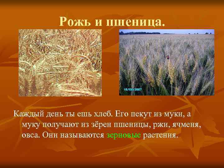 Рожь и пшеница. Каждый день ты ешь хлеб. Его пекут из муки, а муку