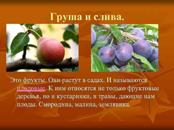 Груша и слива. Это фрукты. Они растут в садах. И называются плодовые. К ним