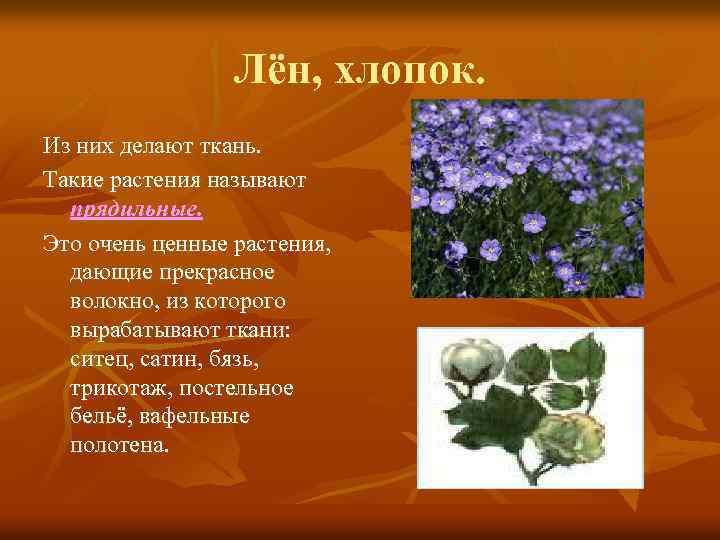 Лён, хлопок. Из них делают ткань. Такие растения называют прядильные. Это очень ценные растения,