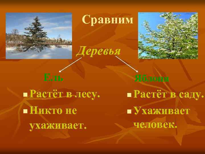 Сравним Деревья Ель n Растёт в лесу. n Никто не ухаживает. Яблоня Растёт в