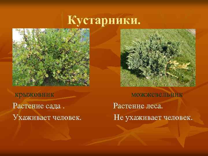Кустарники. крыжовник Растение сада. Ухаживает человек. можжевельник Растение леса. Не ухаживает человек. 