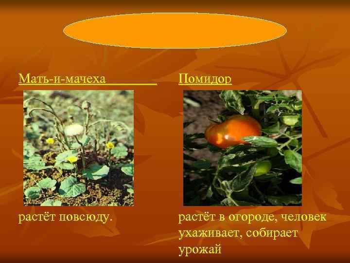 Мать-и-мачеха Помидор растёт повсюду. растёт в огороде, человек ухаживает, собирает урожай 