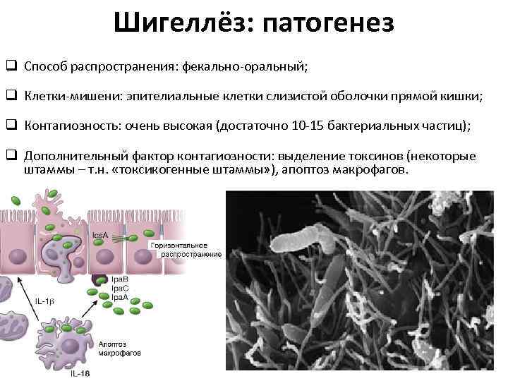 Шигеллёз: патогенез q Способ распространения: фекально-оральный; q Клетки-мишени: эпителиальные клетки слизистой оболочки прямой кишки;