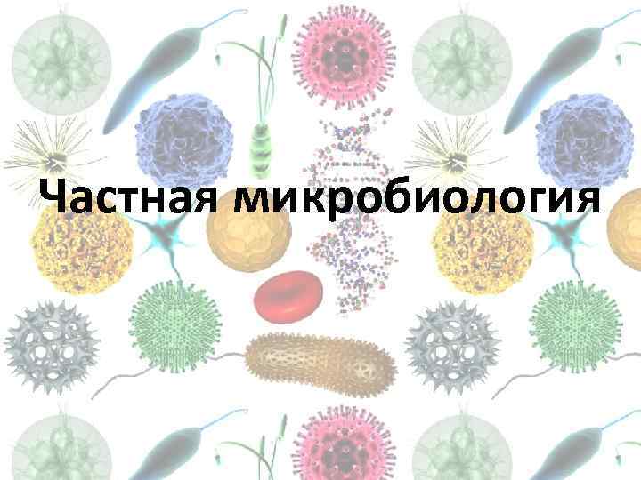 Частная микробиология 