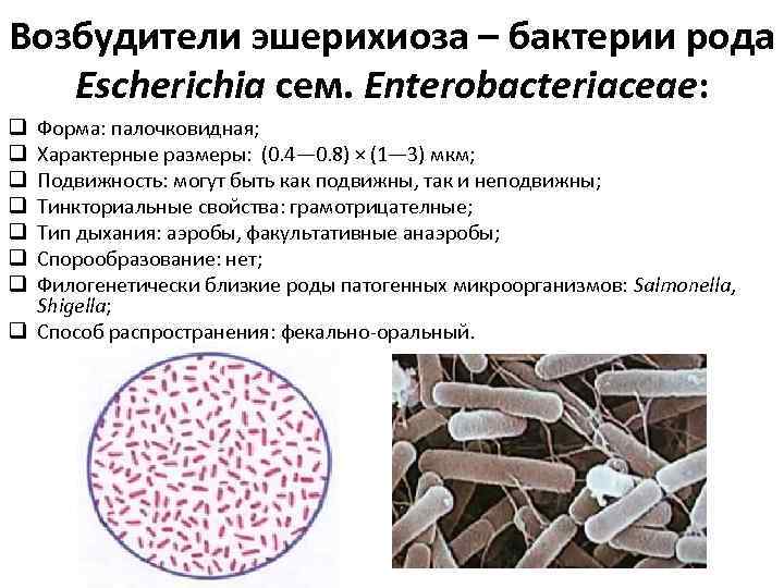 Возбудители эшерихиоза – бактерии рода Escherichia сем. Enterobacteriaceae: Форма: палочковидная; Характерные размеры: (0. 4—