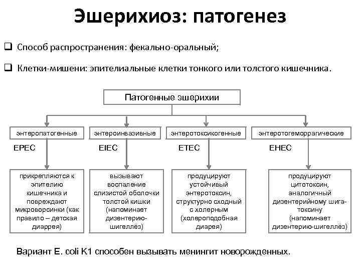 Эшерихиоз: патогенез q Способ распространения: фекально-оральный; q Клетки-мишени: эпителиальные клетки тонкого или толстого кишечника.