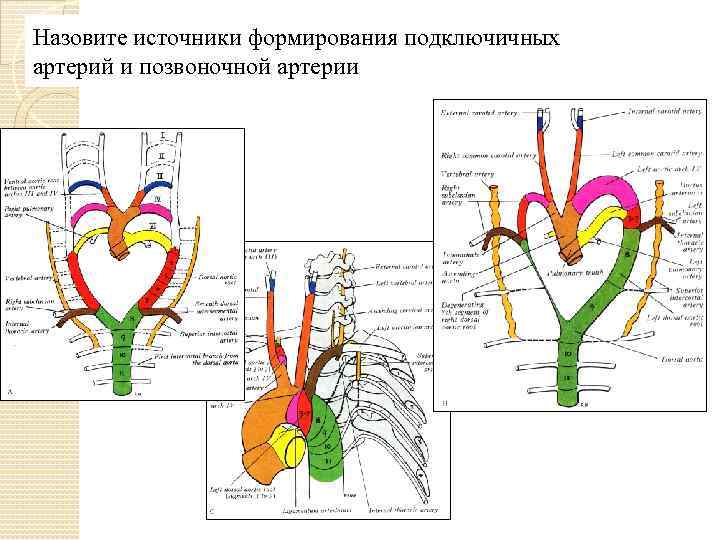 Назовите источники формирования подключичных артерий и позвоночной артерии 