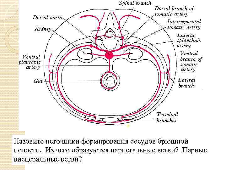 Назовите источники формирования сосудов брюшной полости. Из чего образуются париетальные ветви? Парные висцеральные ветви?