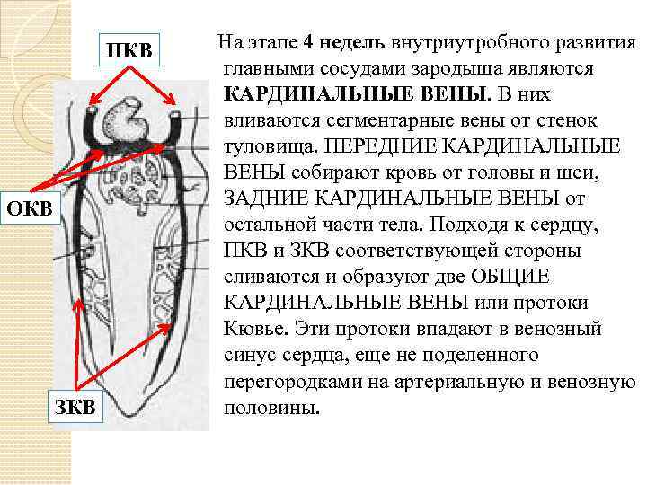 ПКВ ОКВ ЗКВ На этапе 4 недель внутриутробного развития главными сосудами зародыша являются КАРДИНАЛЬНЫЕ