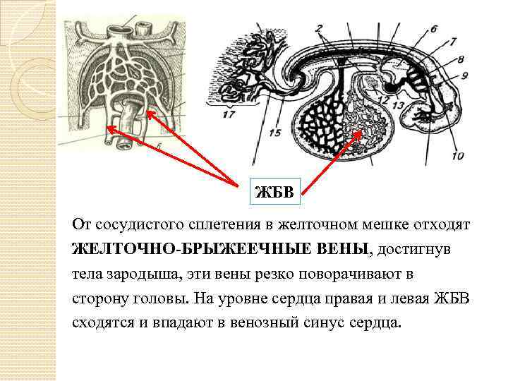 ЖБВ От сосудистого сплетения в желточном мешке отходят ЖЕЛТОЧНО-БРЫЖЕЕЧНЫЕ ВЕНЫ, достигнув тела зародыша, эти