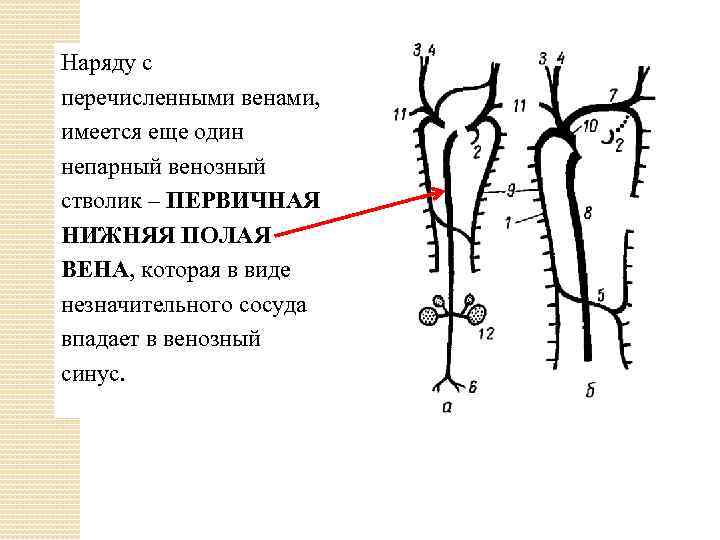 Наряду с перечисленными венами, имеется еще один непарный венозный стволик – ПЕРВИЧНАЯ НИЖНЯЯ ПОЛАЯ