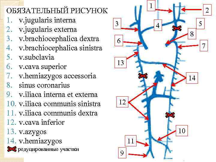 ОБЯЗАТЕЛЬНЫЙ РИСУНОК 1. v. jugularis interna 3 2. v. jugularis externa 3. v. brachiocephalica