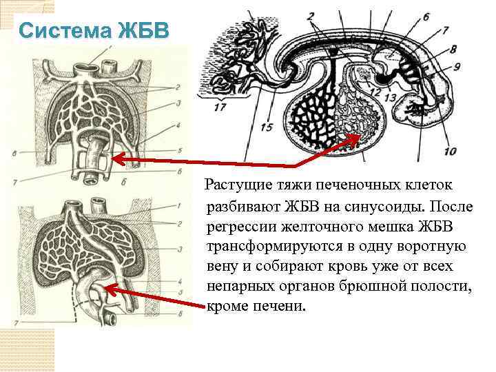 Система ЖБВ Растущие тяжи печеночных клеток разбивают ЖБВ на синусоиды. После регрессии желточного мешка