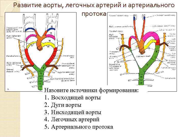 Развитие аорты, легочных артерий и артериального протока Назовите источники формирования: 1. Восходящей аорты 2.