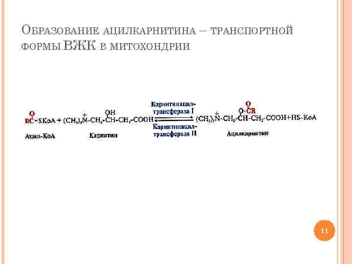 ОБРАЗОВАНИЕ АЦИЛКАРНИТИНА – ТРАНСПОРТНОЙ ФОРМЫ ВЖК В МИТОХОНДРИИ 11 