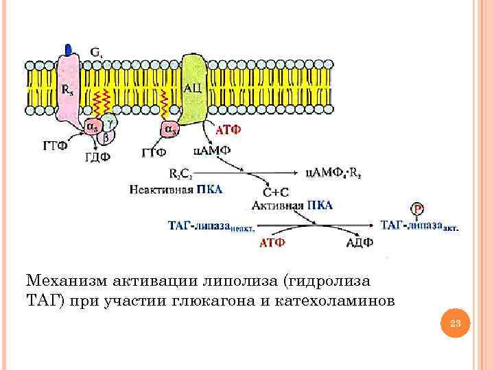 Механизм активации липолиза (гидролиза ТАГ) при участии глюкагона и катехоламинов 23 
