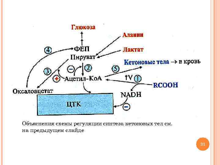 Объяснения схемы регуляции синтеза кетоновых тел см. на предыдущем слайде 31 