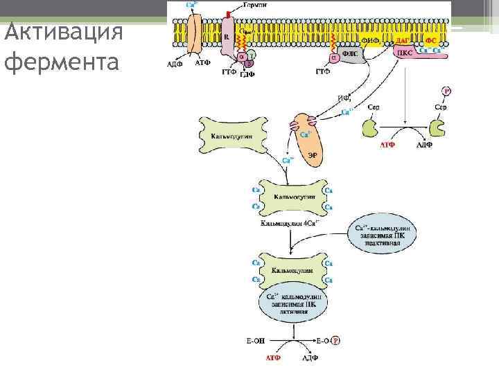 Активация фермента 