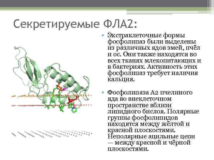Секретируемые ФЛА 2: • Экстраклеточные формы фосфолипаз были выделены из различных ядов змей, пчёл