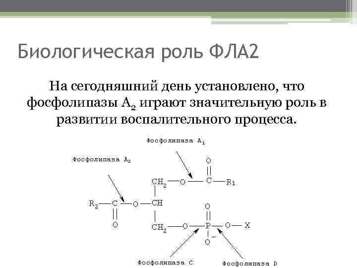 Биологическая роль ФЛА 2 На сегодняшний день установлено, что фосфолипазы А 2 играют значительную