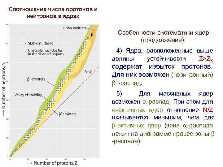 Соотношение числа протонов и нейтронов в ядрах Особенности систематики ядер (продолжение): 4) Ядра, расположенные