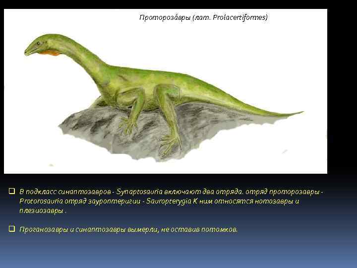 Протороза вры (лат. Prolacertiformes) q В подкласс синаптозавров - Synaptosauria включают два отряда. отряд