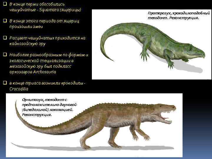 q В конце перми обособились чешуйчатые - Squamata (ящерицы) q В конце этого периода