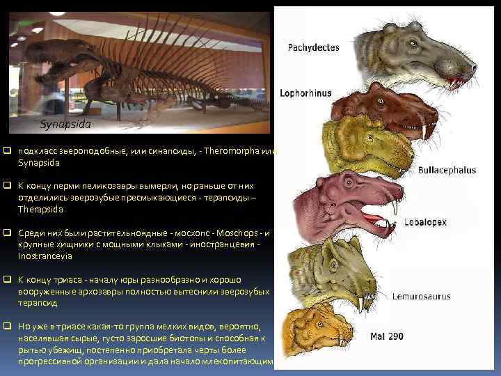  Synapsida q подкласс звероподобные, или синапсиды, - Theromorpha или Synapsida q К концу