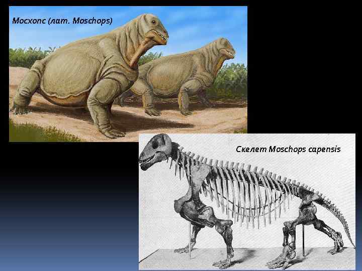 Мосхопс (лат. Moschops) Скелет Moschops capensis 