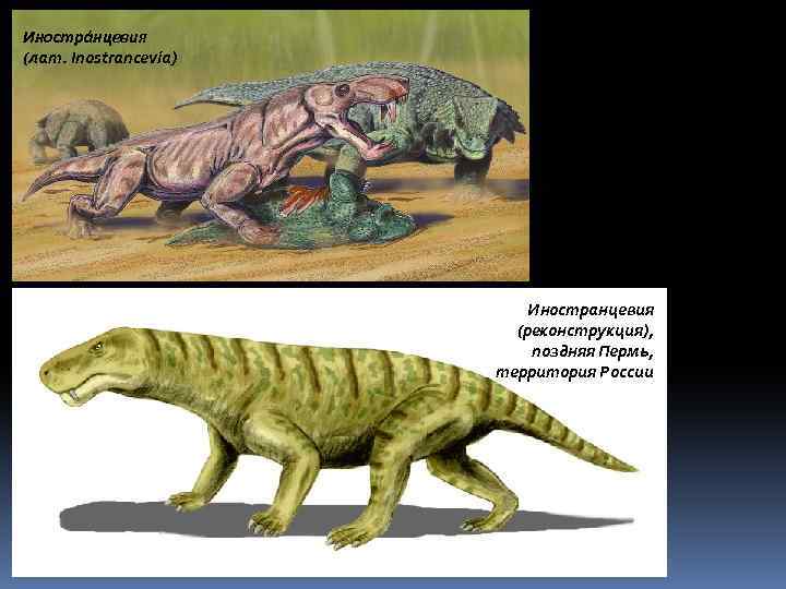 Иностра нцевия (лат. Inostrancevia) Иностранцевия (реконструкция), поздняя Пермь, территория России 