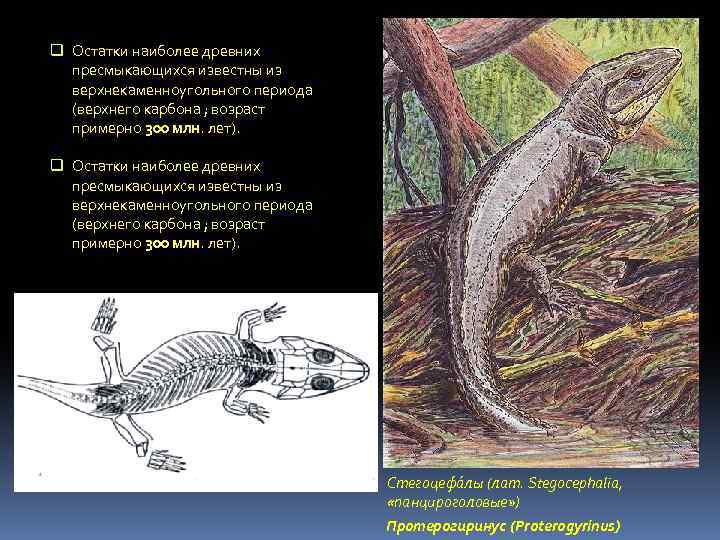 q Остатки наиболее древних пресмыкающихся известны из верхнекаменноугольного периода (верхнего карбона ; возраст примерно