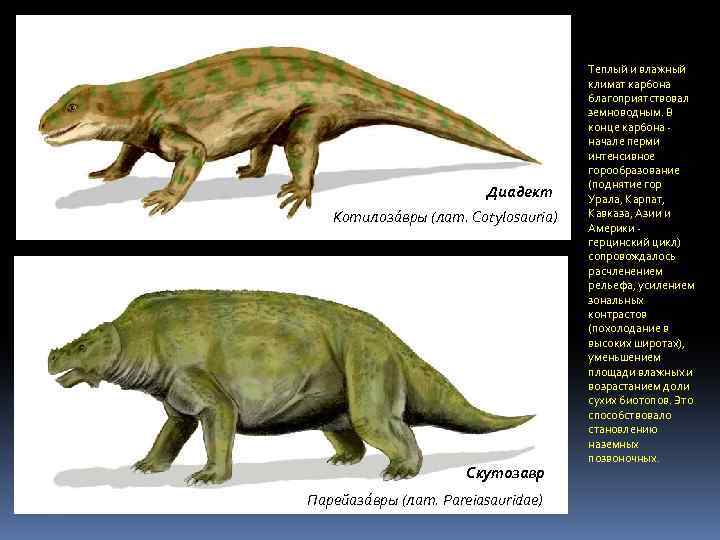 Диадект Котилоза вры (лат. Cotylosauria) Скутозавр. Парейаза вры (лат. Pareiasauridae) Теплый и влажный климат