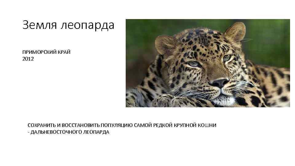 Земля леопарда ПРИМОРСКИЙ КРАЙ 2012 СОХРАНИТЬ И ВОССТАНОВИТЬ ПОПУЛЯЦИЮ САМОЙ РЕДКОЙ КРУПНОЙ КОШНИ ДАЛЬНЕВОСТОЧНОГО