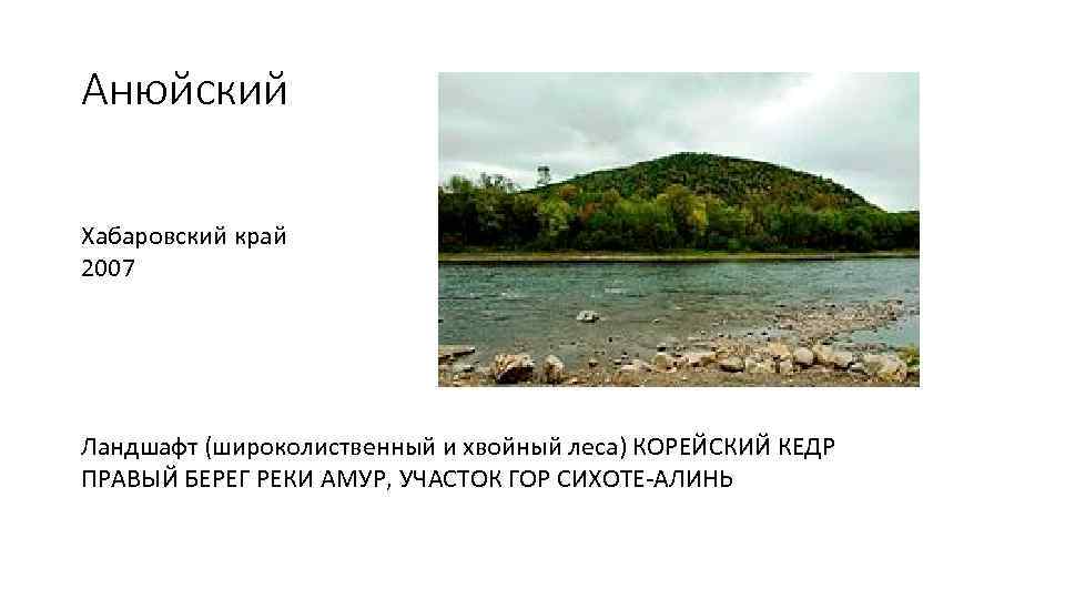 Анюйский Хабаровский край 2007 Ландшафт (широколиственный и хвойный леса) КОРЕЙСКИЙ КЕДР ПРАВЫЙ БЕРЕГ РЕКИ
