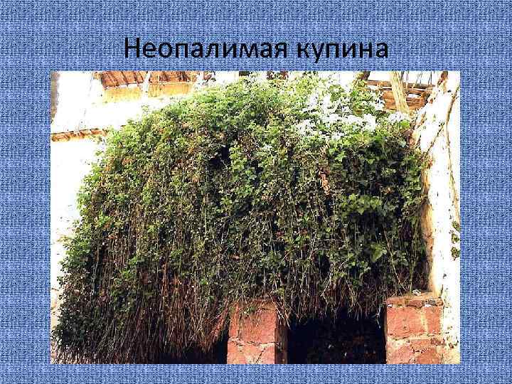 Неопалимая купина 