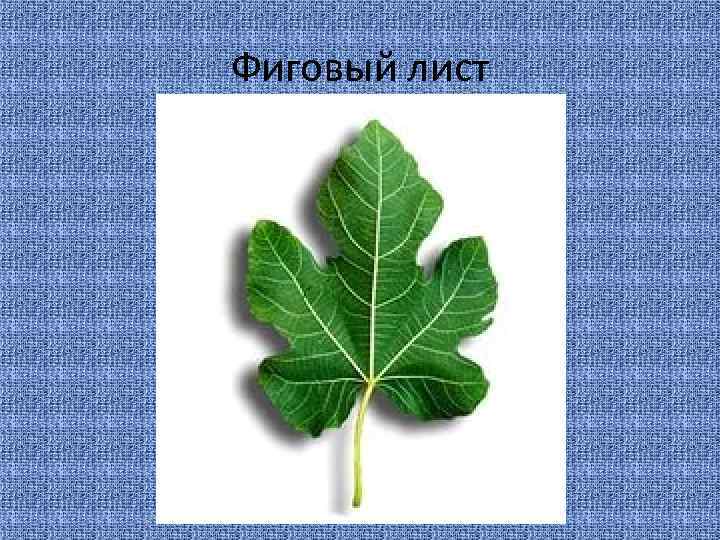 Фиговый лист 
